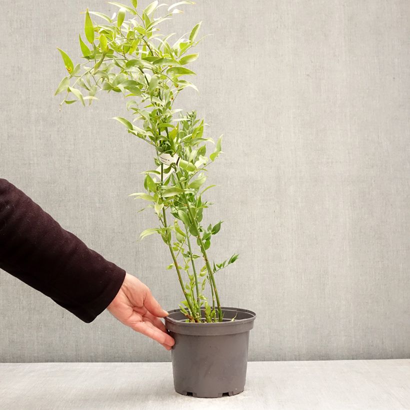 Spécimen de Danae racemosa - Laurier d'Alexandrie Pot de 3L/4L tel que livré au printemps