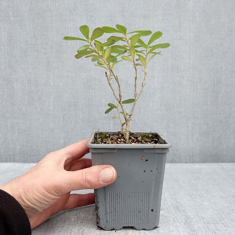 Example of Daphne gemmata Royal Crown Pot de 1L/1,5L as you get in hiver