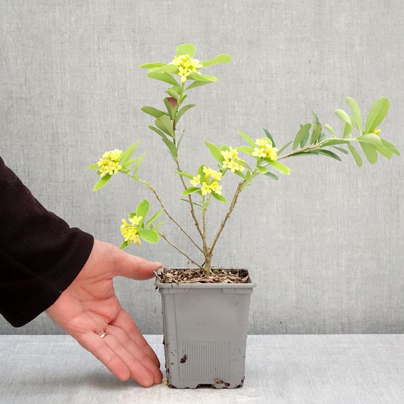 Spécimen de Daphne gemmata Royal Crown Pot de 1L/1,5L tel que livré au printemps