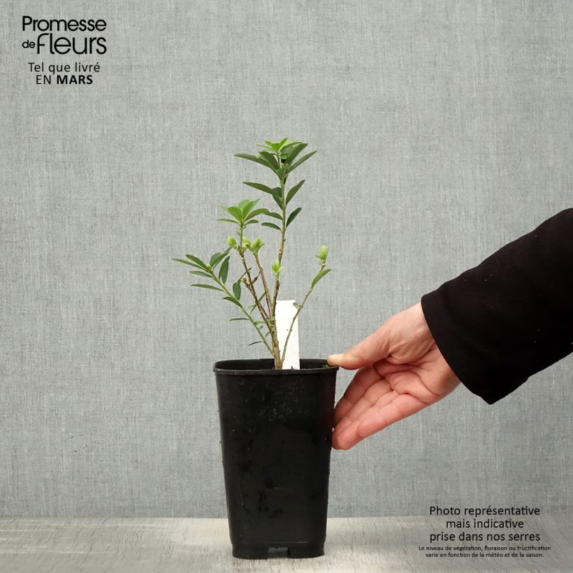 Example of Daphne gemmata Royal Crown Pot de 2L/3L as you get in printemps