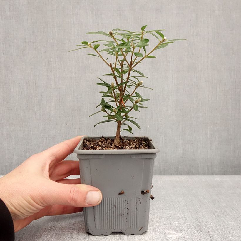 Spécimen de Daphné hybride Sweetheart Pot de 1L/1,5L tel que livré en hiver