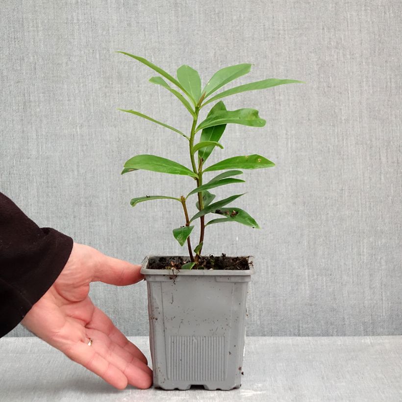 Example of Daphne Perfume Princess - Daphné parfumé Pot de 1L/1,5L as you get in automne