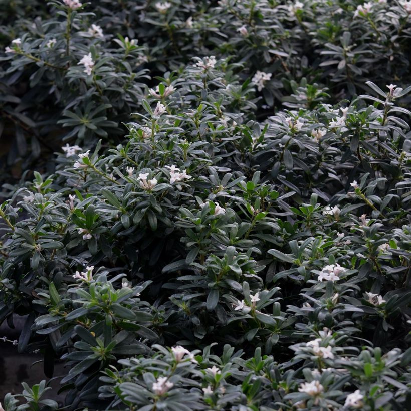 Daphne x transatlantica Eternal Fragrance (Foliage)