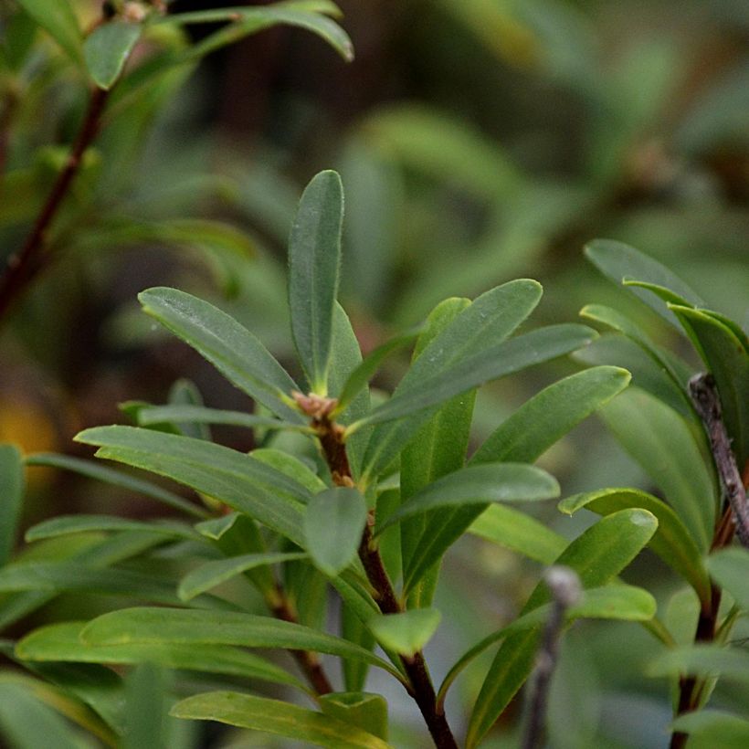 Daphne x transatlantica Pink Fragrance (Foliage)
