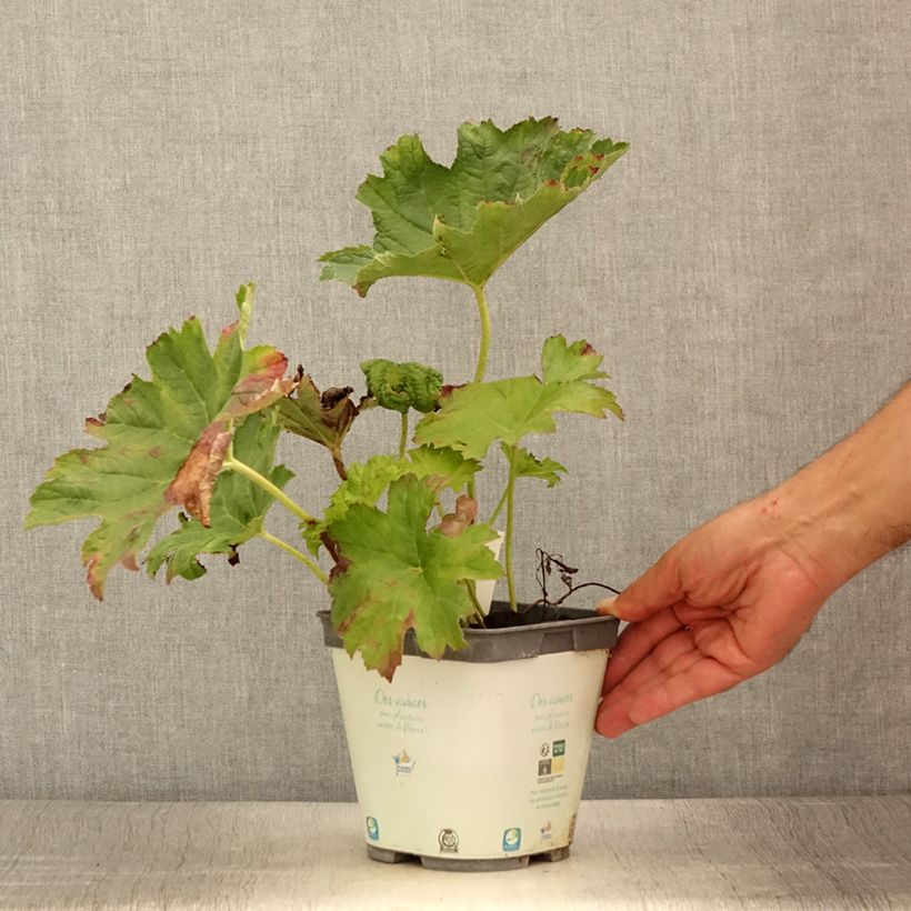 Spécimen de Darmera peltata Pot de 2L/3L tel que livré en été