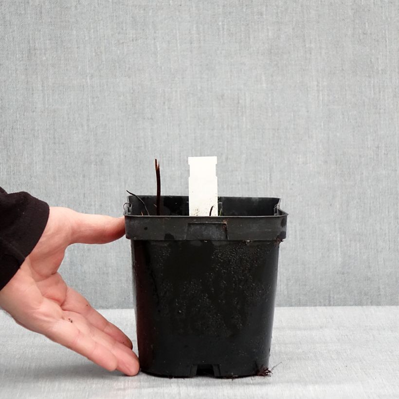 Example of Darmera peltata Pot de 2L/3L as you get in hiver