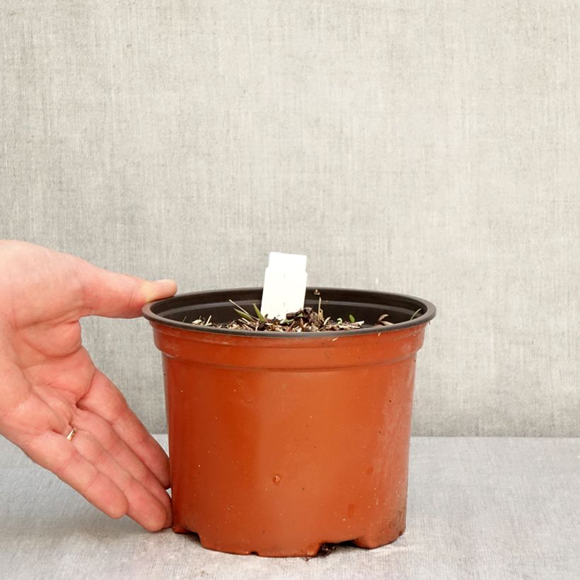 Spécimen de Darmera peltata Pot de 2L/3L tel que livré au printemps