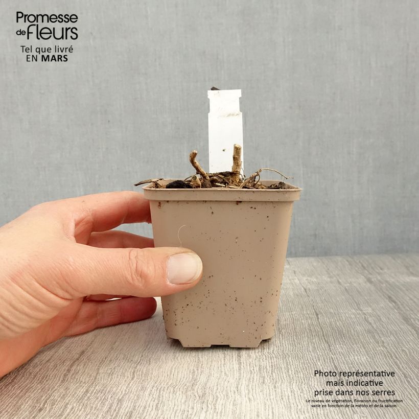 Spécimen de Datisca cannabina - Chanvre vivace Godet de 8/9 cm tel que livré au printemps