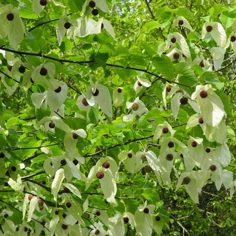 Arbre aux mouchoirs - Davidia involucrata var. vilmoriniana (Flowering)