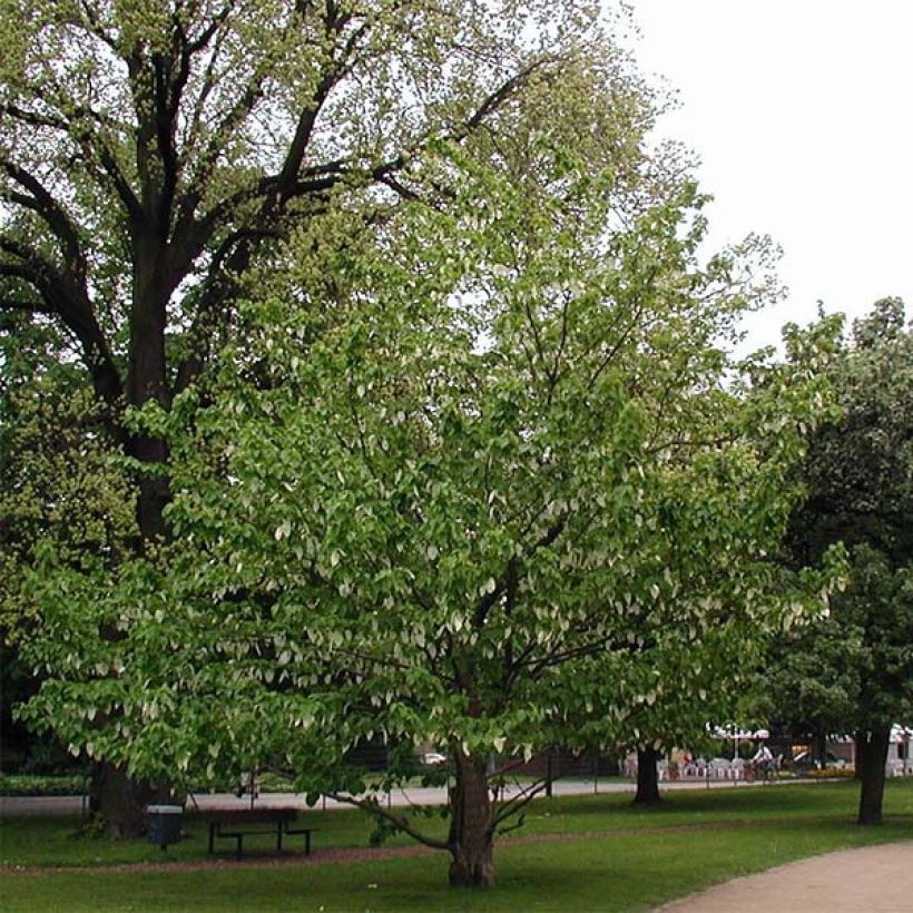 Arbre aux mouchoirs - Davidia involucrata var. vilmoriniana (Plant habit)