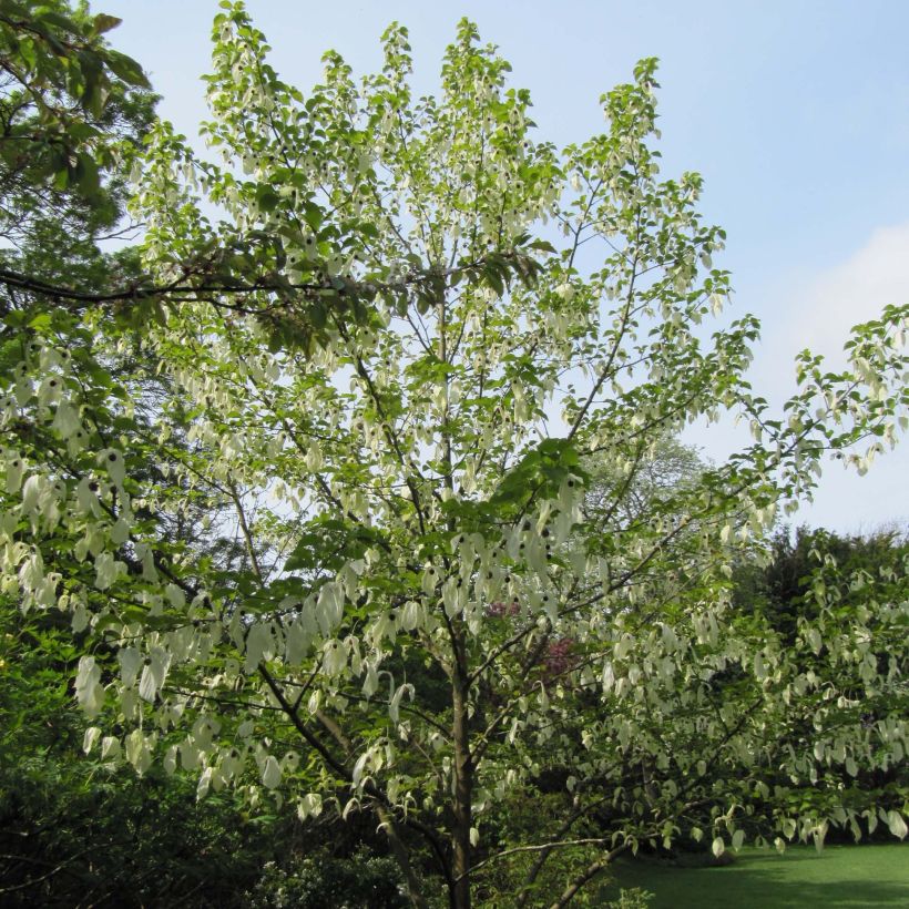 Arbre à mouchoir - Davidia involucrata (Plant habit)