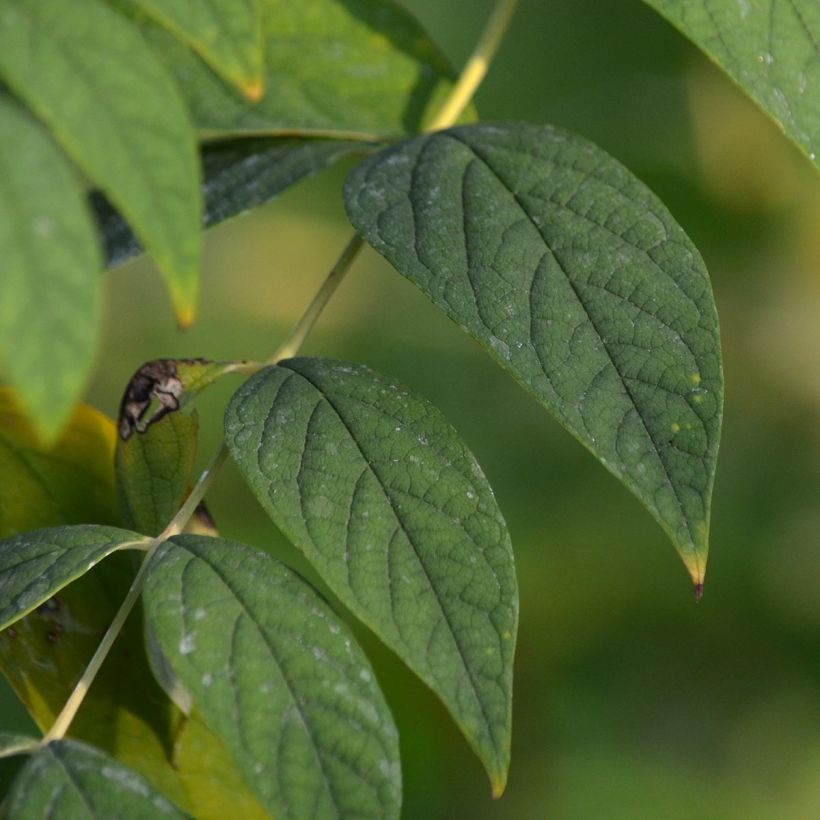 Decaisnea fargesii (Foliage)