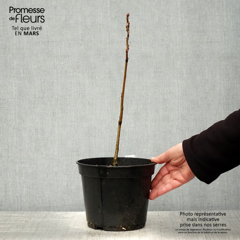 Example of Decaisnea fargesii Pot de 2L/3L as you get in printemps