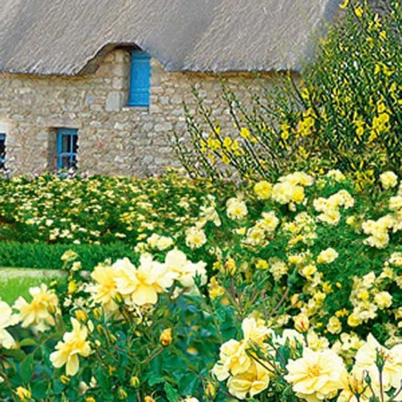 Rosier Décorosiers Celina (Plant habit)