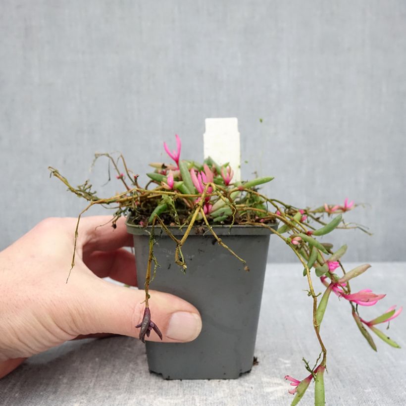 Spécimen de Delosperma Desert Dancers Red Godet de 8/9 cm tel que livré en hiver