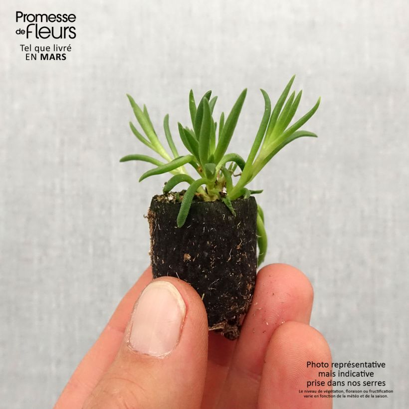 Example of Delosperma Royal Ranger Neon Mini-motte Ø 3/4 cm as you get in printemps