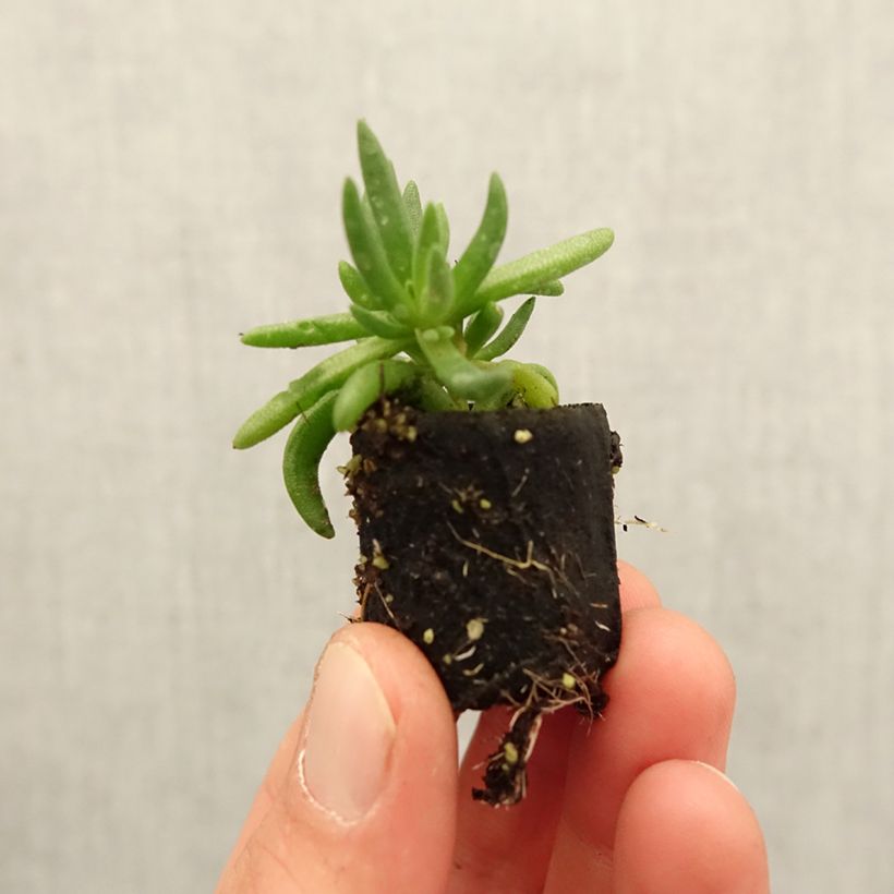 Example of Delosperma Royal Ranger Yellow Mini-motte Ø 3/4 cm as you get in printemps