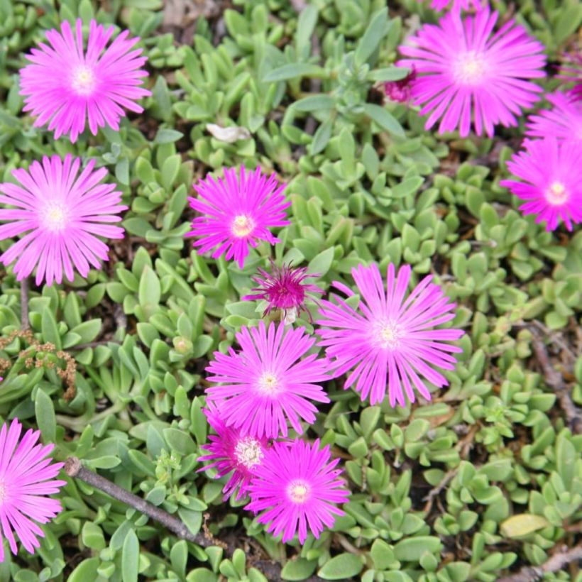 Delosperma Table Mountain - Pourpier vivace  (Flowering)