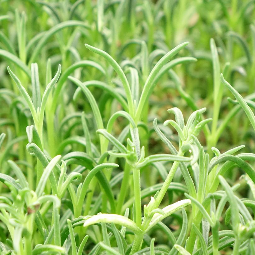 Delosperma Wheels of Wonder Violet (Foliage)