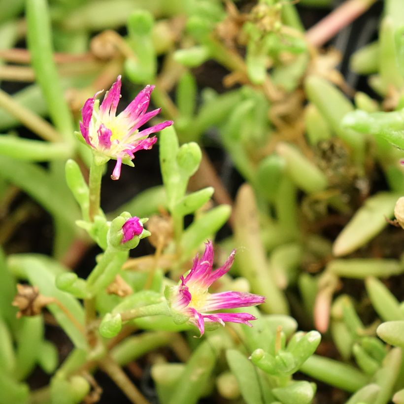 Delosperma Wheels of Wonder Violet (Flowering)