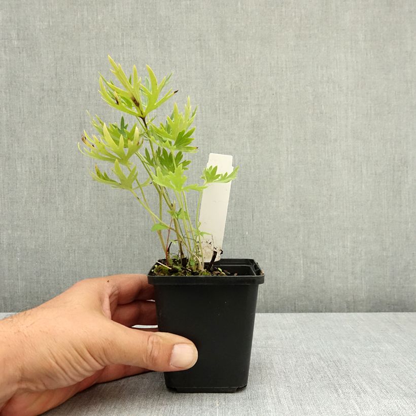 Spécimen de Delphinium belladonna Ballkleid - Pied d'Alouette vivace Godet de 8/9 cm tel que livré en été