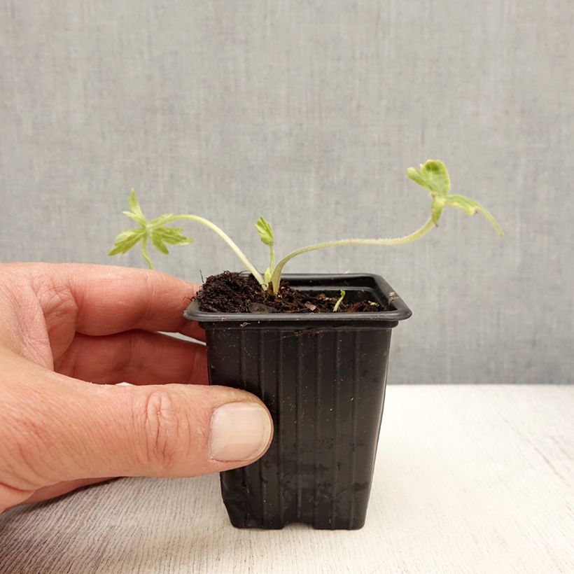 Example of Delphinium belladonna Casablanca - Pied d'Alouette vivace Godet de 7/8 cm as you get in printemps