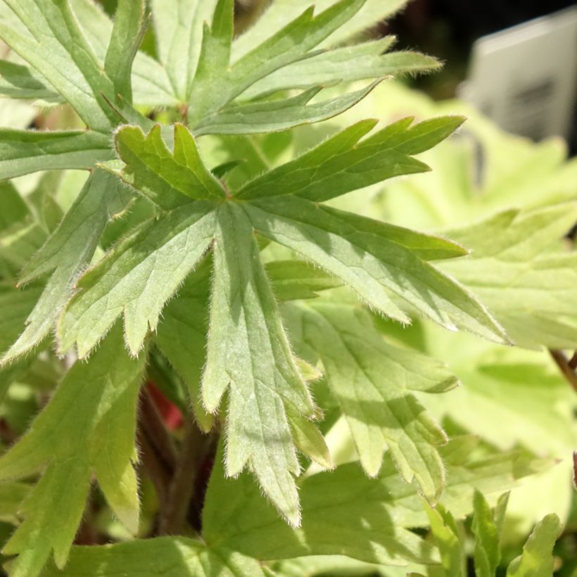 Delphinium Dark Blue-Black Bee - Pied d'Alouette vivace (Foliage)