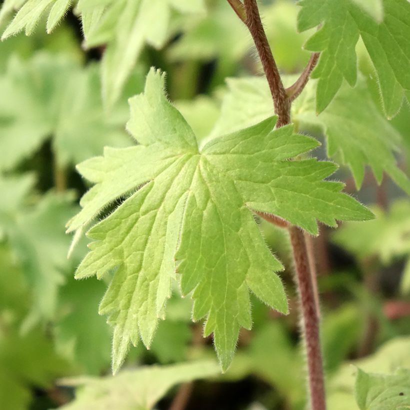 Delphinium Deep Rose-White Bee - Delphinium vivace (Foliage)