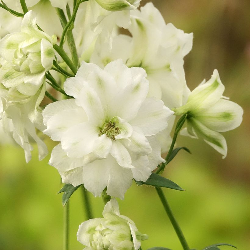 Delphinium elatum Double Innocence - Pied d'alouette vivace (Floraison)