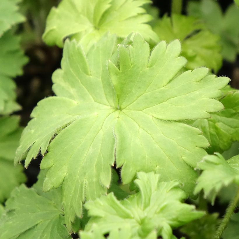 Delphinium Highlander Bolero - Pied d'alouette vivace (Feuillage)