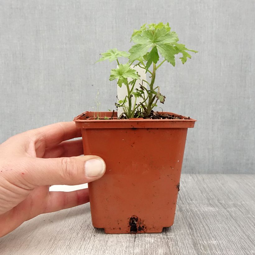 Example of Delphinium Highlander Cha Cha - Pied d'alouette vivace Pot de 1L/1,5L as you get in printemps