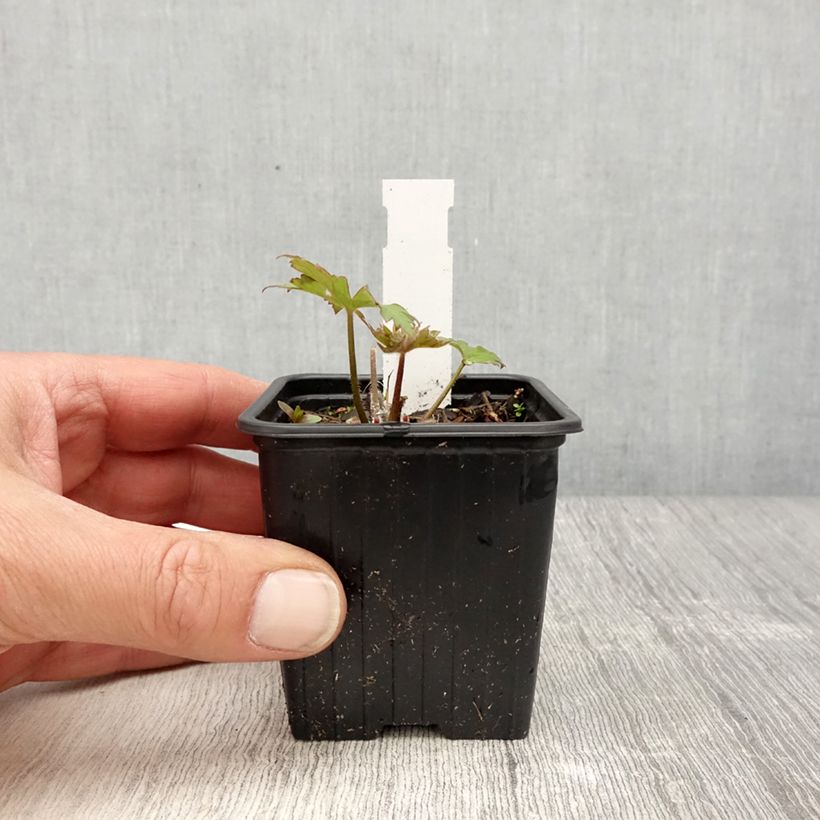 Example of Delphinium Highlander Flamenco - Pied d'Alouette vivace  Godet de 8/9 cm as you get in printemps