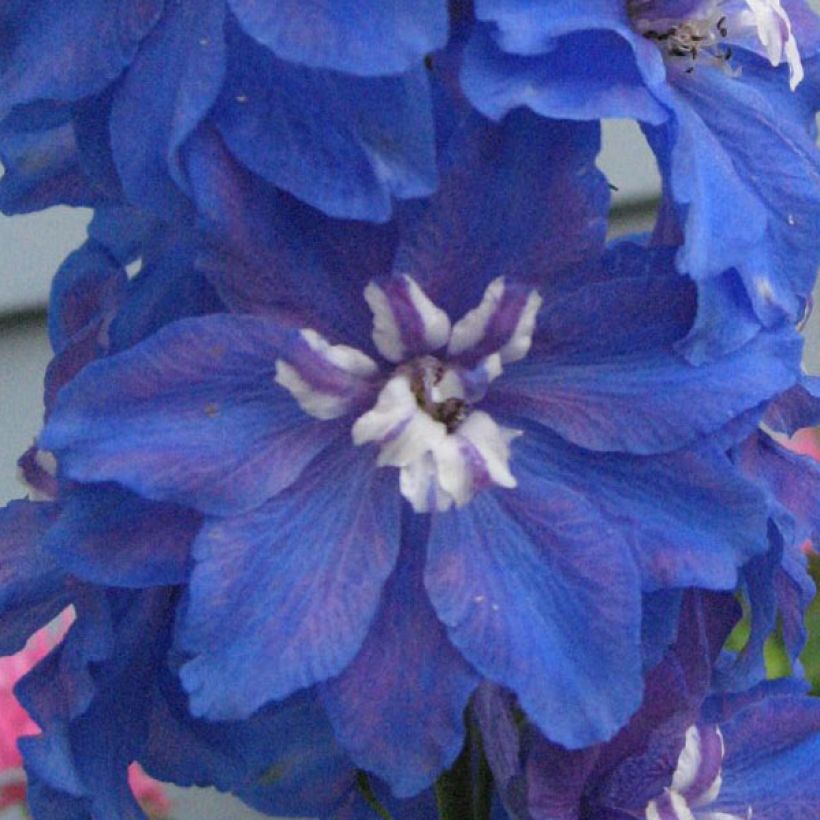 Delphinium Pacific Blue Bird - Pied d'Alouette vivace (Flowering)