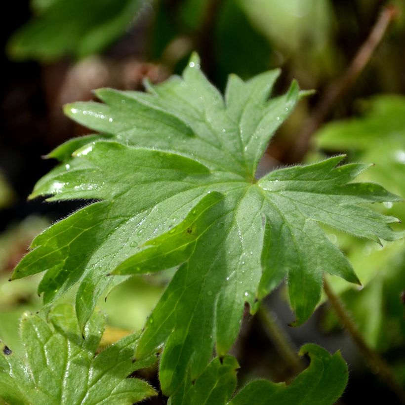 Delphinium Pacific Blue Bird - Pied d'Alouette vivace (Foliage)