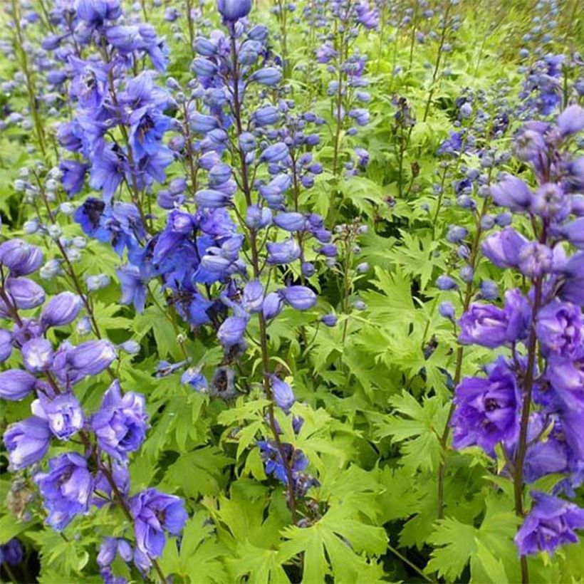 Delphinium Pacific Blue Jay - Pied d'Alouette vivace (Port)
