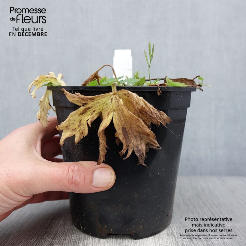 Spécimen de Delphinium Pacific Galahad - Pied d'Alouette vivace Pot de 2L/3L tel que livré en automne