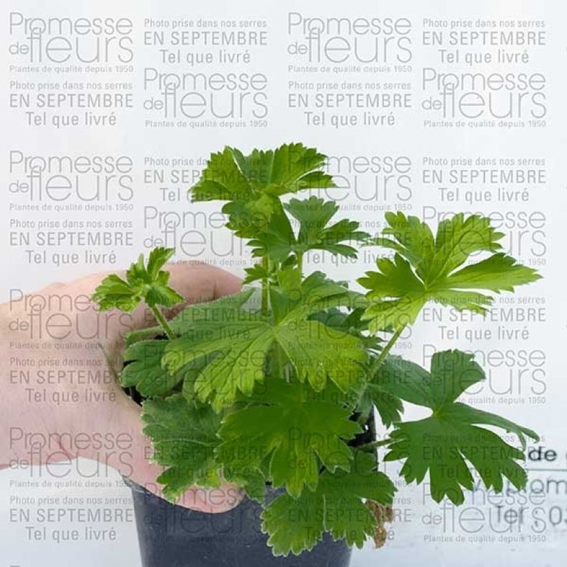 Delphinium Pacific King Arthur - Pied d'Alouette vivace (Plant habit)