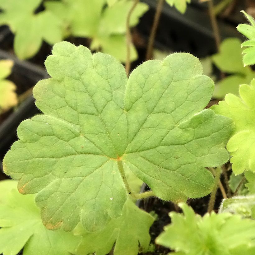 Delphinium Sky Blue-White Bee - Pied d'Alouette vivace (Foliage)