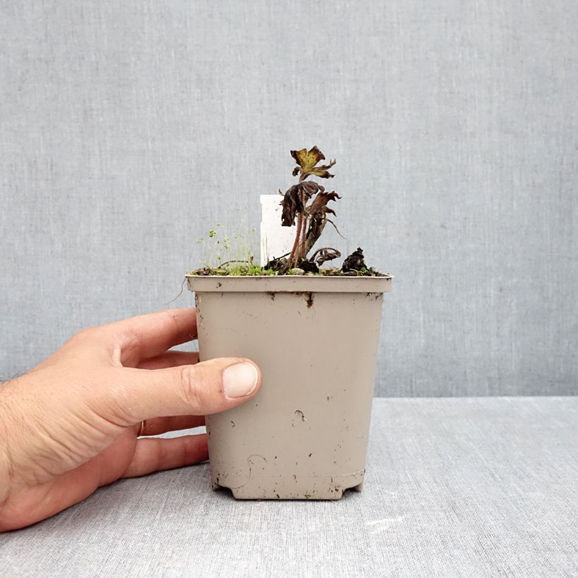Spécimen de Delphinium Strawberry Fair - Pied d Alouette vivace Godet de 8/9 cm tel que livré en automne