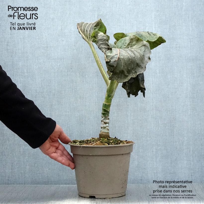 Example of Dendroseris litoralis (littoralis) - Arbre chou  Pot de 4L/5L as you get in hiver