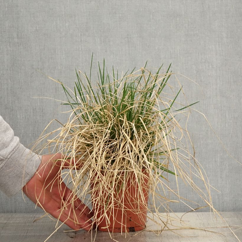 Example of Deschampsia cespitosa Bronzeschleier - Canche cespiteuse Pot de 2L/3L as you get in printemps