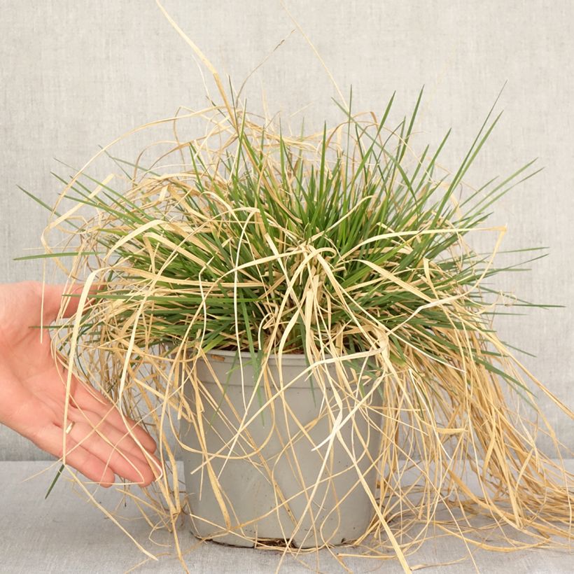 Example of Deschampsia cespitosa Palava - Canche cespiteuse Pot de 3L/4L as you get in printemps