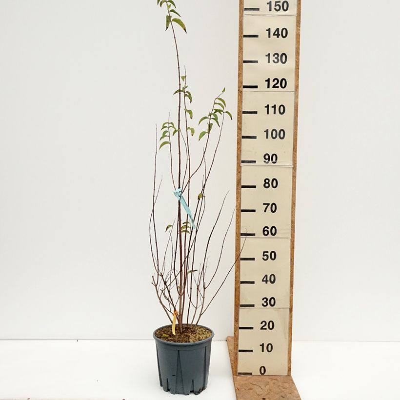 Spécimen de Deutzia crenata Pride of Rochester Pot de 7,5L/10L tel que livré en automne