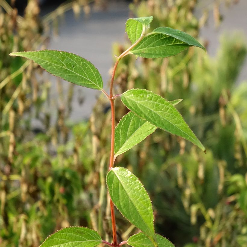 Deutzia elegantissima Rosealind (Foliage)