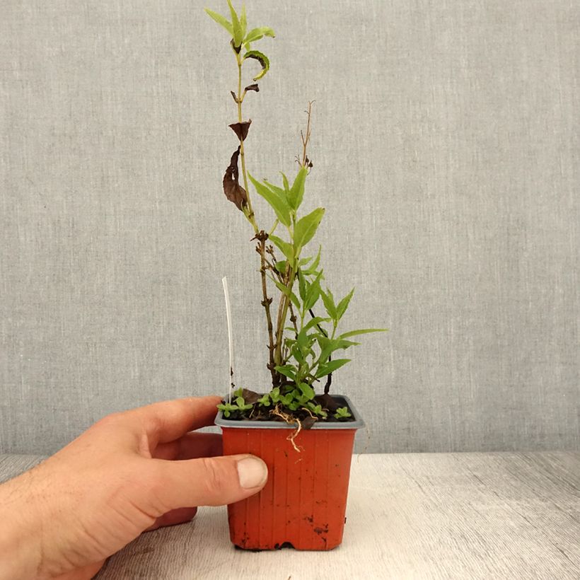 Example of Deutzia gracilis - Deutzie Godet de 8/9 cm as you get in printemps