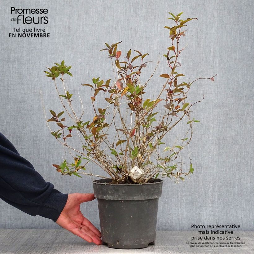 Spécimen de Deutzia gracilis - Deutzie Pot de 4L/5L tel que livré en automne