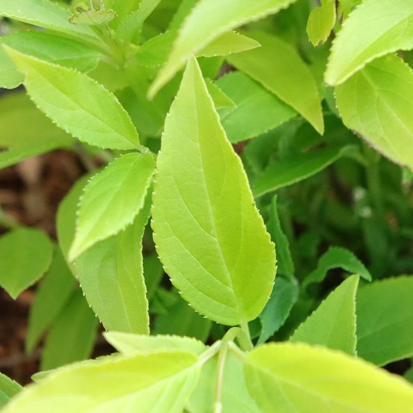 Deutzia gracilis Variegata (Feuillage)