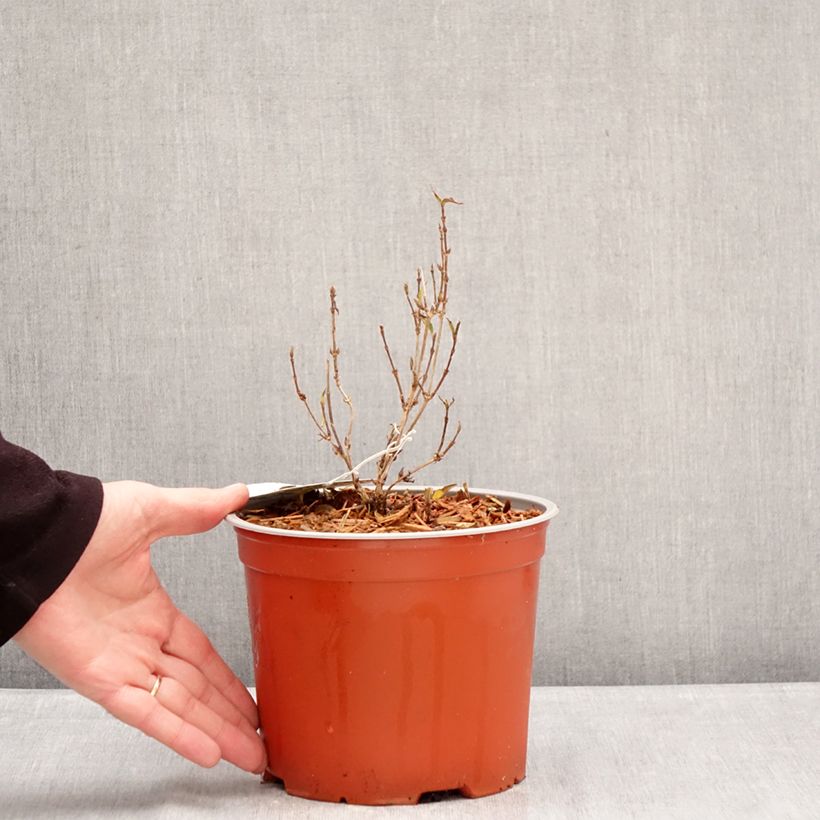 Example of Deutzia gracilis Variegata Pot de 3L/4L as you get in hiver