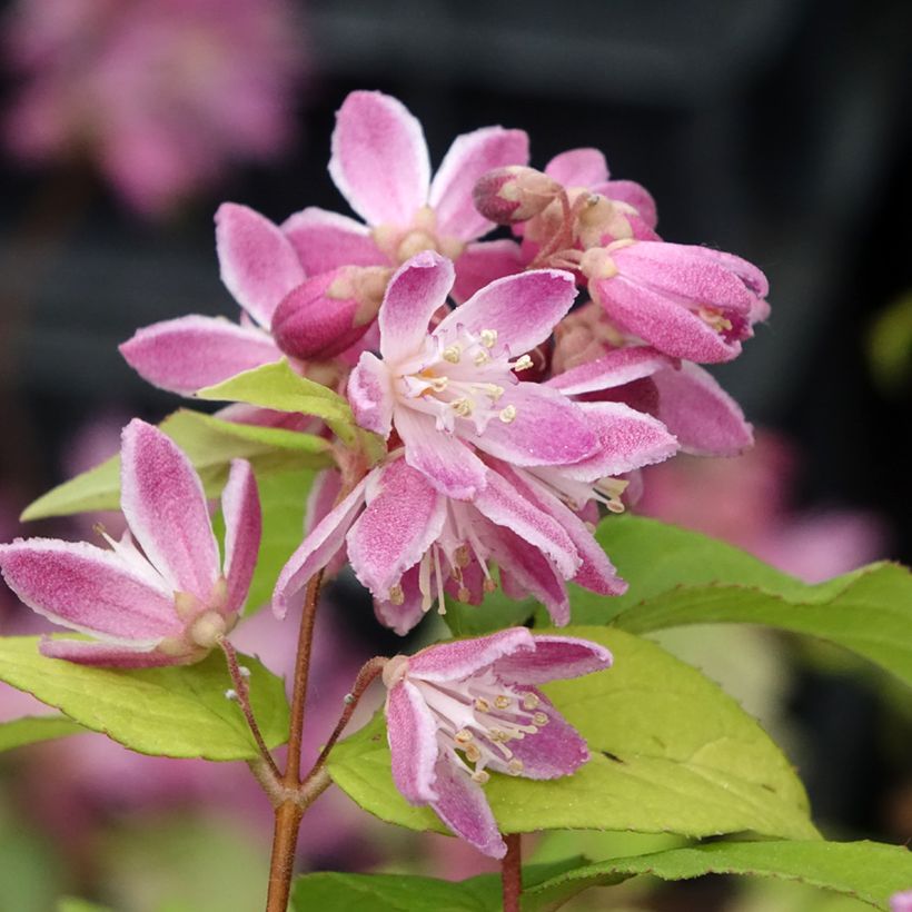 Deutzia hybrida Strawberry Fields - Deutzie (Flowering)