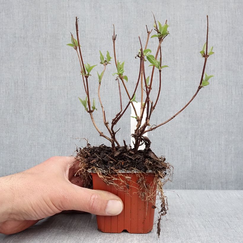 Example of Deutzia hybrida Strawberry Fields - Deutzie Godet de 8/9 cm as you get in printemps